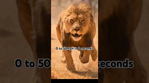 Lions are so fast