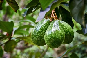 3 ways to grow an avocado plant from your shop-bought fruit