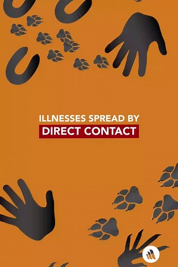 62 reactions | Direct contact transmission occurs when there is physical contact between an infected person or animal and a susceptible person or animal. Save this video to reference facts about preventing illness, then read more here: https://msdmnls.co/3twj4Ol | MSD Manual Consumer | Facebook