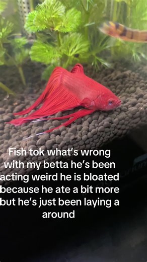 Understanding Betta Fish Health Issues