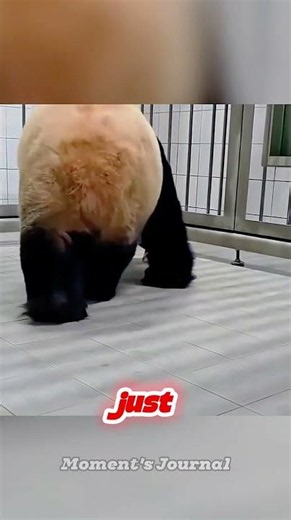 The Baby Panda Stopped Crying The Moment Mom Hugged It 🐼❤️ (Heart Melting) #panda #animals #nature