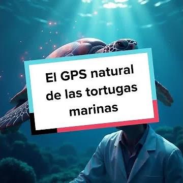El GPS natural de las tortugas marinas