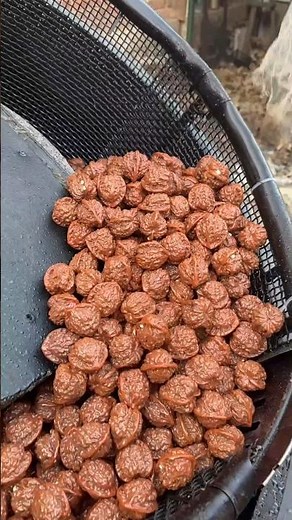 Fruit processing process