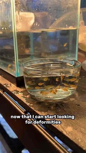 Does this hurt the fish?