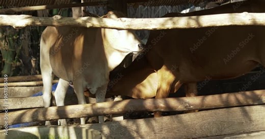 Two cows interact playfully in a sunny rural farmyard capturing essence of farm life.