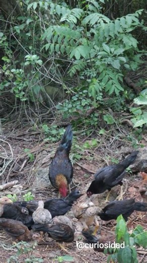 Gallo Gallino Prieto
