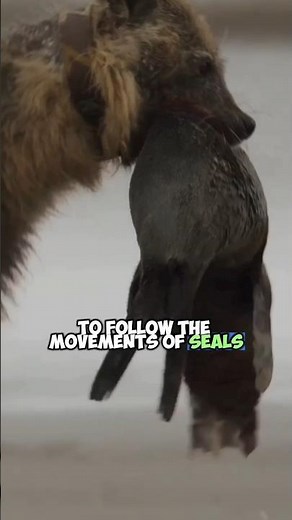 Brown Hyenas Hunting Seals in the Wild