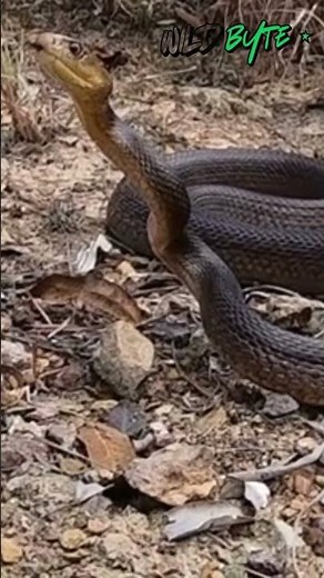 The Snake So Venomous It Can Kill 100 Humans