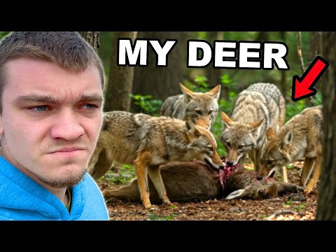 Hunting Down the Pack of Coyotes that Ate My Deer