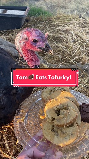 Feeding My Pet Turkey Tom with Tofurky for Thanksgiving