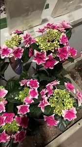 下関のガクアジサイ #flowers ＃ガーデニング #花