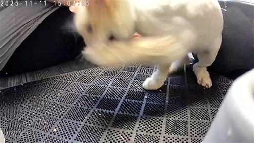 8.6K views · 29 reactions | SOS Prairie Rescue on Reels | Facebook