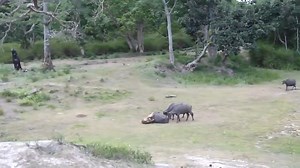 512K views · 6.4K reactions | Tiger Attacks Buffalo | Predatory Animals | Facebook