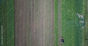 Aerial view of a tractor hilling potatoes with disc hiller in a potato field in the Suffolk countryside preparing them for harvest