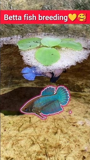Betta fish breeding setup😍❤👍. how to breed Betta fish at home. Betta fish breeding box