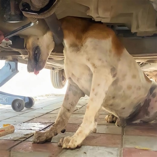 A dog's energetic dash went sideways, head trapped in a car exhaust! Next, a fresh report of a wounded young dog. Observe how teams assisted these cherished companions. Full specifics within comments below👇 | Lovely People