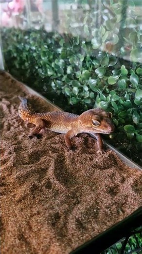 kadal albino leopard