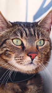 Never underestimate how smart and cunning we really are! ❤️😸 #liamtheeverydaycat #catsaresmart #smartcats #catlove #catbrain #kitty #welovecats | Liam The Everyday Cat