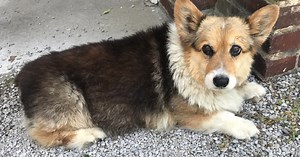 Corgi goes missing, then goes viral