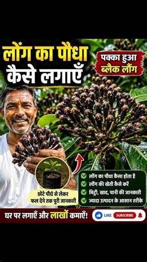 How Cloves Grow on a Tree |Amazing Clove Flower Buds| Clove Farming#plants#shorts#fyp#agriculture#sz
