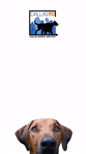 The numbers are in for Fiscal Year 23 - 24! We surprised even ourselves with how much progress we've made in just a year. We have so much more work to do, but we are truly excited about the momentum we have built for lifesaving in Dallas. We are overcome with gratitude knowing that these milestones are in large part to the diligent efforts and tireless work of our dedicated staff. Of course, none of these achievements would be possible without YOU! Our rescue partners, wellness and spay/neuter p