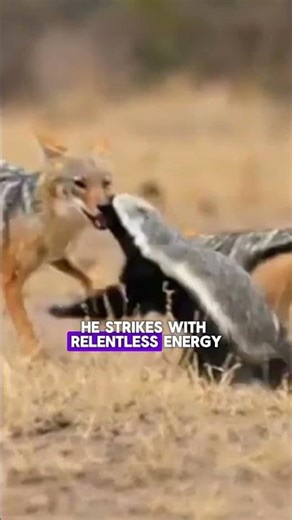 two jackals attempts to still from the master honey badger.