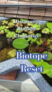 ビオトープ 3年放置 リセットの記録 / Resetting My Biotope After 3 Years #ビオトープ #biotope #メダカ
