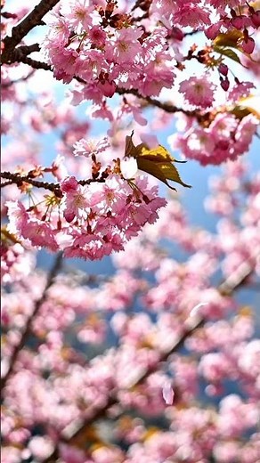 Blossom Rain Slow Motion 🌸 | Most Satisfying Spring दृश्य (4K)