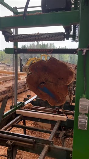 guillotine cutting a massive log on Our neW mill this bad boy is a beast!!