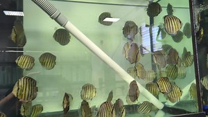 41K views · 984 reactions | 50 boxes from Peru arrived this morning. 356 Tefe Greens, 750 Plecos, 200 Ottos and 1000 orange laser cities. Enjoy. #wattleydiscus | Jack Wattley Discus | Facebook