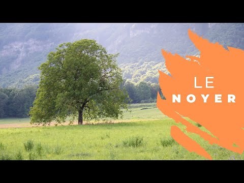 Le Noyer: Comment Reconnaître Les Arbres