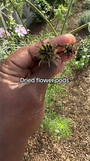 How to collect cosmos seeds. ✨🌸 #cosmos #flowergarden #fallgarden
