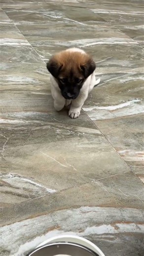 Paw-tapping Pup‘s Food Prayer #puppy #dog #animals