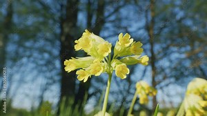 Yellow Petals Of Primrose Flower In Wild. Cowslip Or Primrose, In A Meadow. Primula Veris Or Cowslip And Common Cowslip In Bloom.