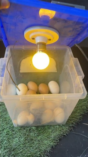 First Baby chick hatched in egg incubator.
