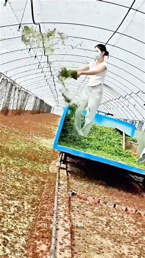 Locust Farming Secret: Rail-Track Feeding Logic, Hardcore Efficiency Hack! 🦗🛤️