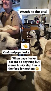 Poor papa husky, mama husky slap him by the face #fbreelsfypシ゚viralシ #viral #titkokhusky #viraldogreels #siberianhusky #husky #huskylife #huskyofinstagram #huskyoftiktok #huskies #shepskysofinstagram #dogsofinstagram #dogsoffacebook | Dora Sawicz | Facebook