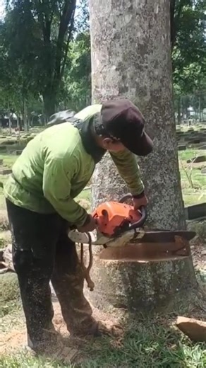 Woodworking project how to direct the direction of the fall #shortvideo #trending #chainsaw