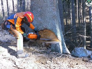 Taking Down a Big Tree | GreenFell Solutions