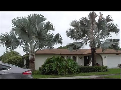 Top 5 Reasons You Should Grow a BISMARK PALM - Bismarkia Nobilis