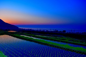 The Rice Terraces of Shiga