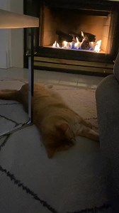 These are some of the best cat noises. I’ve heard many and these are the best ❤❤ | Cat Most