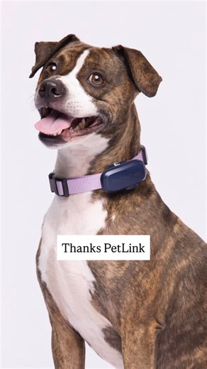 Second Shot Adoption Photos | Kai, available for adoption at the @humanesocietytampa and the PetLinkGPS Tracker both needed new photos. We’re working with pet brands... | Instagram