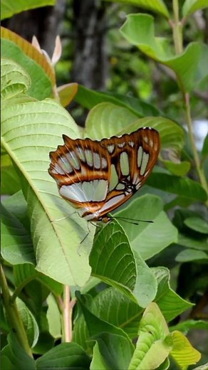 ¿Cómo es el Ciclo de Vida de las Mariposas? | Divulgación de Ciencias #biologia #crisálida #oruga