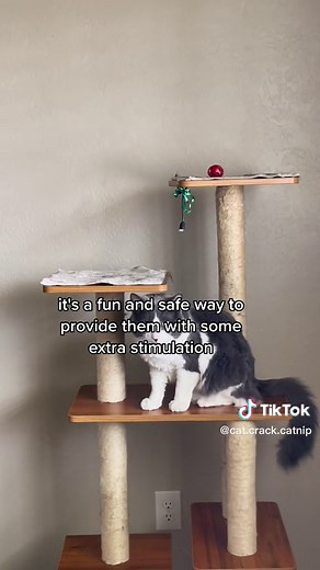 Understanding Catnip Effects: Why Cats React and Roll in Catnip