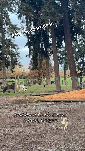 So cute! 🥹 @mortgagepro your baby donk is just the cutest! @fruitlandcreekfarms 🫏 | Julie Diaz