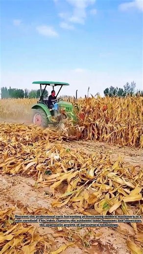 Modern Corn Harvesting with Tractor – Smart Farming Process #heavymachinery #agriculture #farming