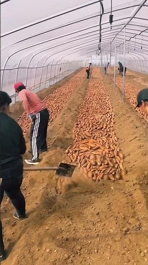 Amazing Sweet Potato Farming in China | 3 Powerful Growing Methods Explained