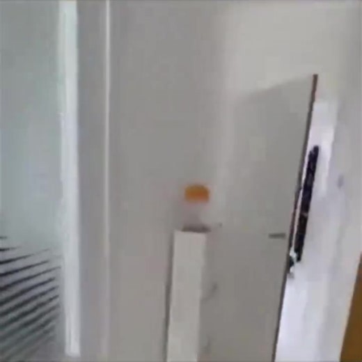 2.9M views · 70K reactions | When you leave your dog alone for a minute..  | Roar Wildlife News | Facebook