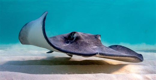 68-Year-Old Woman Left With Horrific Injury After Being Attacked By Stingray